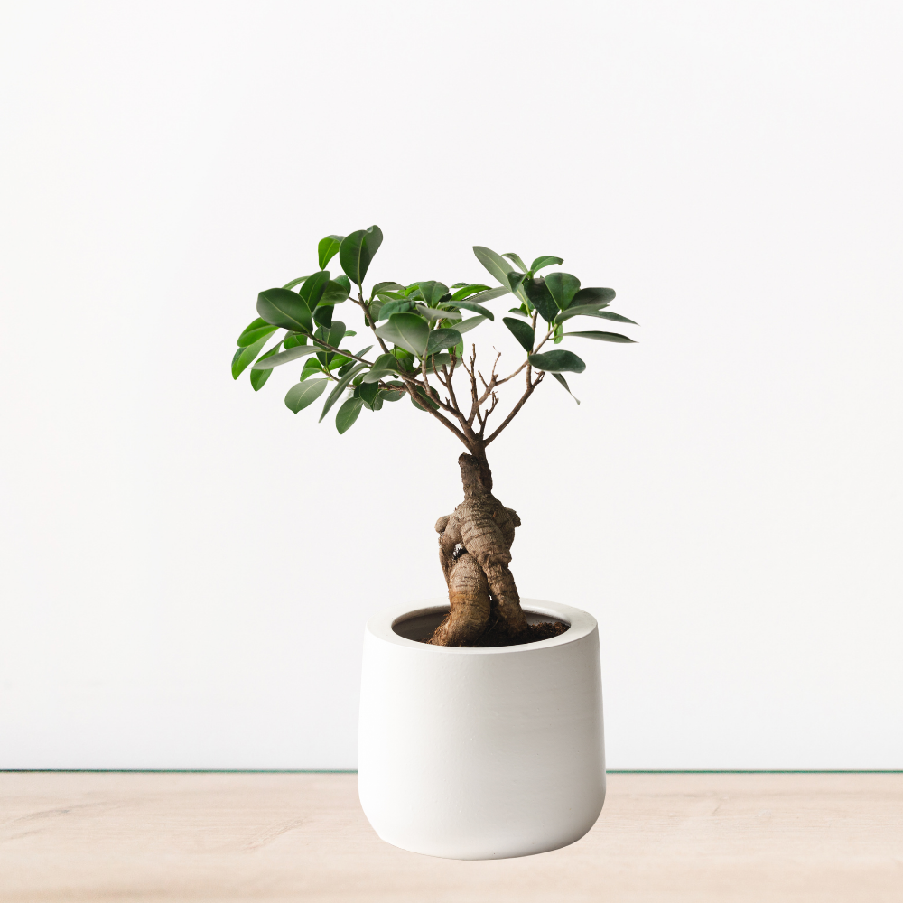 Ginseng Bonsai Bakımı