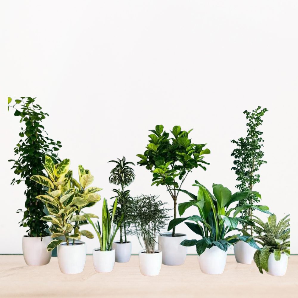 Genel Salon Bitkileri Bakımı