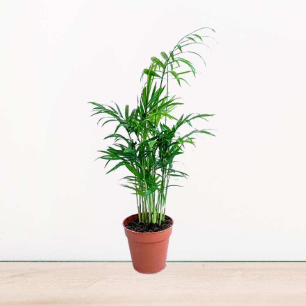 Chamandore Bitki Bakımı