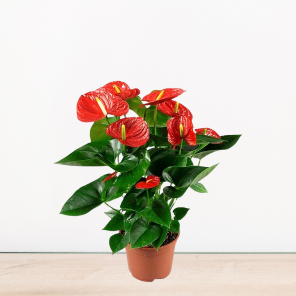 Antoryum Çiçeği Bakımı