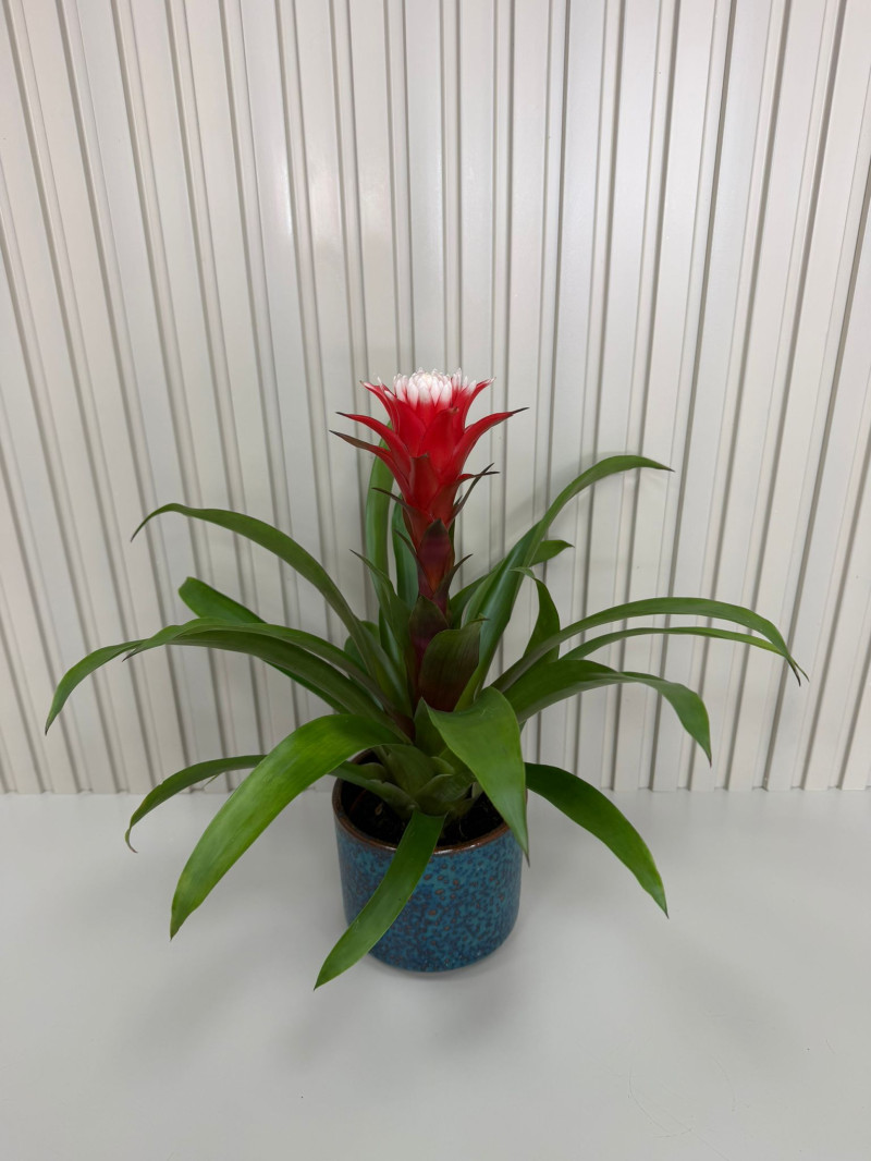 YEŞİL SAKSIDA GUZMANİA